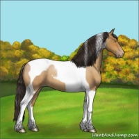Horse Color:Sable Champagne Roan Tobiano