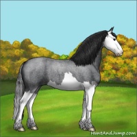 Horse Color:Blue Roan Splash 