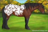Horse Color:Bay Appaloosa 