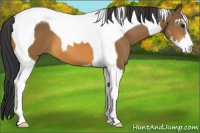 Horse Color:Buckskin Sabino Tobiano
