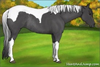 Horse Color:Smoky Blue Roan Tobiano Rabicano