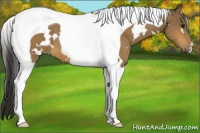 Horse Color:White Spotted Buckskin Tobiano