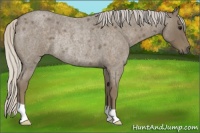 Horse Color:Silver Smoky Blue Roan Rabicano 