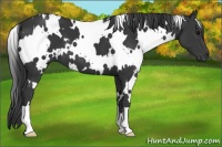 Horse Color:White Spotted Black 
