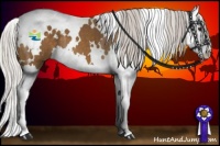 Horse Color:White Spotted Silver Buckskin Splash 