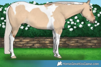 Horse Color:Silver Bay Dun Tobiano