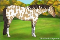 Horse Color:Brown Dun Appaloosa 