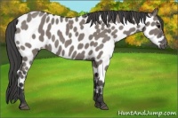Horse Color:Grullo Appaloosa 