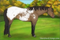 Horse Color:Brown Dun Appaloosa 