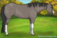 Horse Color:Grullo 