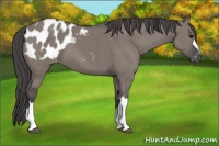 Horse Color:Grullo Appaloosa 
