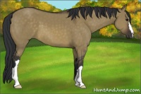 Horse Color:Brown Dun 