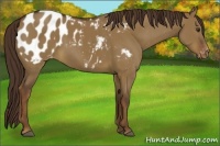 Horse Color:Liver Red Dun Appaloosa 