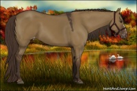 Horse Color:Liver Red Dun Appaloosa 