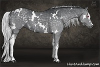 Horse Color:White Spotted Silver Smoky Black Chinchilla 