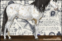 Horse Color:White Spotted Brown Dun Appaloosa Rabicano