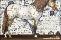 Horse Color:Liver Red Dun Sabino Appaloosa 