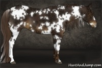 Horse Color:White Spotted Liver Chestnut Ice 