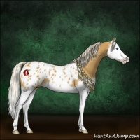 Horse Color:Palomino Splash Appaloosa 