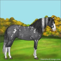 Horse Color:White Spotted Blue Roan Splash