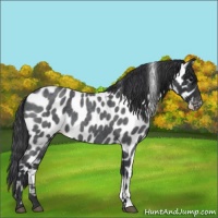 Horse Color:Blue Roan Appaloosa 
