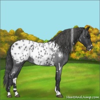Horse Color:White Spotted Blue Roan Appaloosa