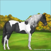 Horse Color:Blue Roan Tobiano Appaloosa 