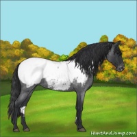 Horse Color:Blue Roan Snowcap 