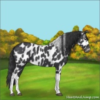 Horse Color:Blue Roan Tobiano Appaloosa 
