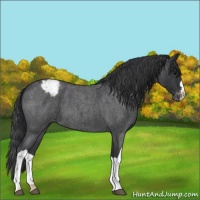 Horse Color:Blue Roan Appaloosa 