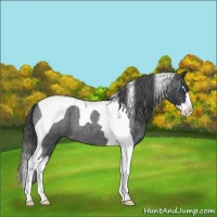Horse Color:Blue Roan Splash Tobiano Appaloosa 
