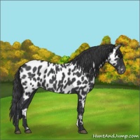 Horse Color:Blue Roan Near Leopard 