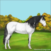 Horse Color:White Spotted Blue Roan Appaloosa 