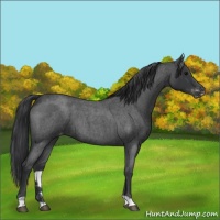 Horse Color:Blue Roan Varnish 