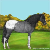 Horse Color:Blue Roan Appaloosa Rabicano 