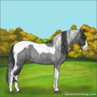 Horse Color:Blue Roan Splash Tobiano Varnish 