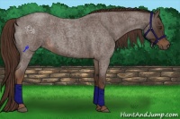 Horse Color:Liver Red Roan 