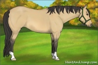Horse Color:Buckskin Dun