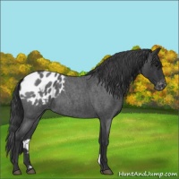 Horse Color:Blue Roan Varnish 