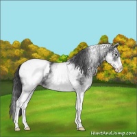 Horse Color:White Spotted Blue Roan Varnish 