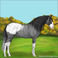 Horse Color:Blue Roan Splash Snowcap 