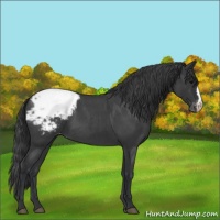 Horse Color:Blue Roan Appaloosa 