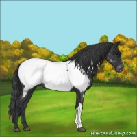 Horse Color:Blue Roan Near Fewspot 
