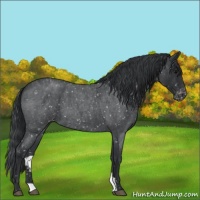 Horse Color:Blue Roan Snowflake Varnish 