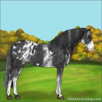 Horse Color:White Spotted Black Appaloosa 
