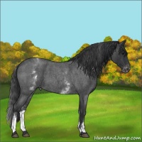 Horse Color:White Spotted Blue Roan Varnish 