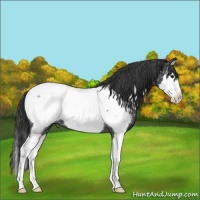 Horse Color:Blue Roan Splash Snowcap 