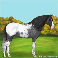 Horse Color:Blue Roan Splash Appaloosa 
