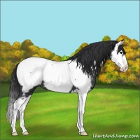 Horse Color:Blue Roan Splash Near Fewspot 