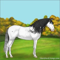 Horse Color:Blue Roan Splash Snowcap 